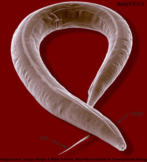 a pretty pair of worms